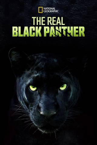 دانلود مستند The Real Black Panther 2020 - پلنگ سیاه واقعی