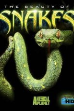 دانلود زیرنویس فارسی فیلم
Animal Planet The Beauty of Snakes 2003